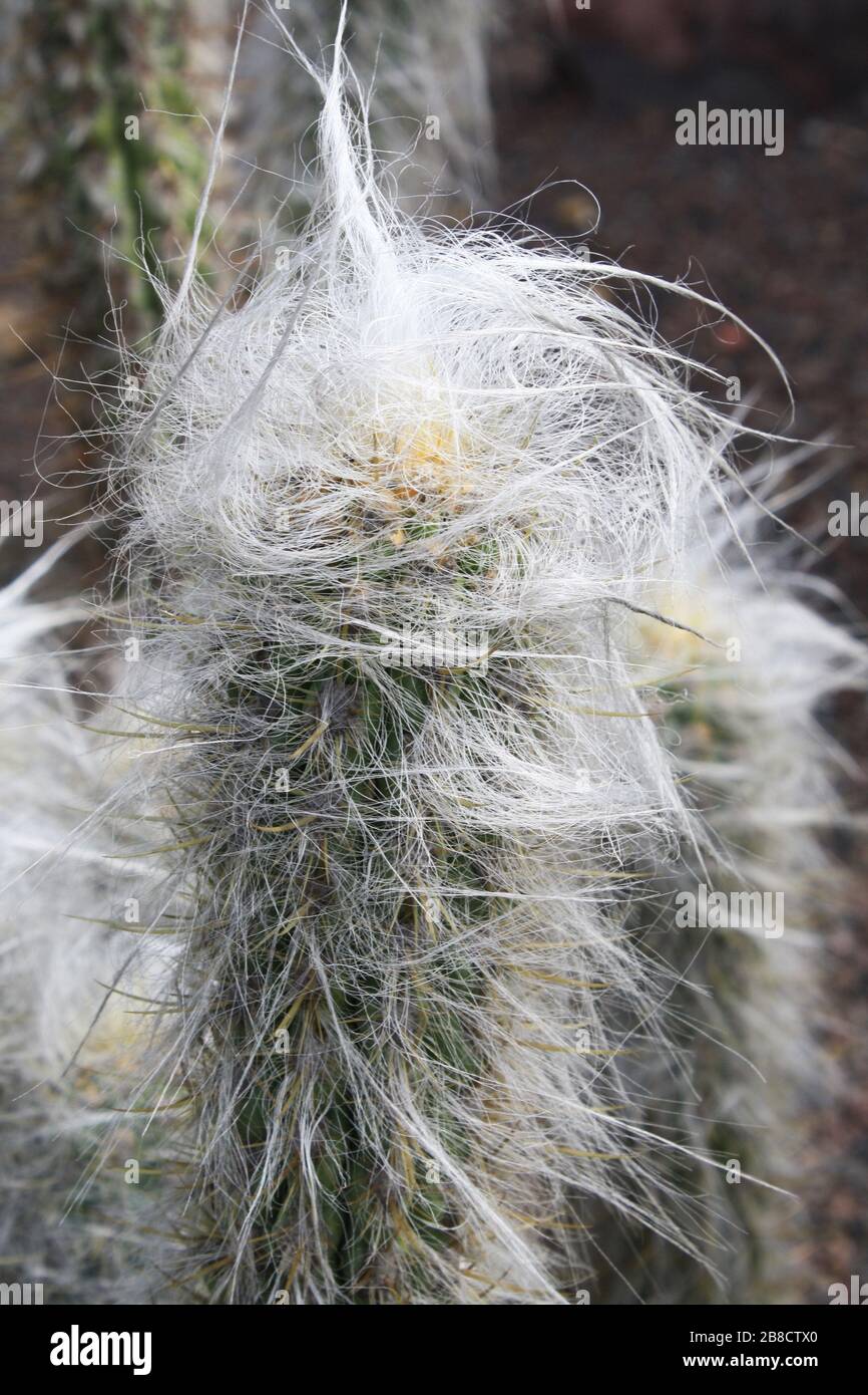 Cactus cephalocereus hi-res stock photography and images - Alamy