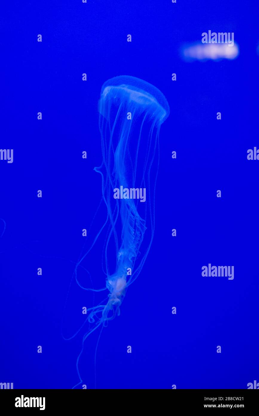 Moving jellyfish, Sanderia malayensis, Aquarium, Genoa, Liguria, Italy, Europe Stock Photo