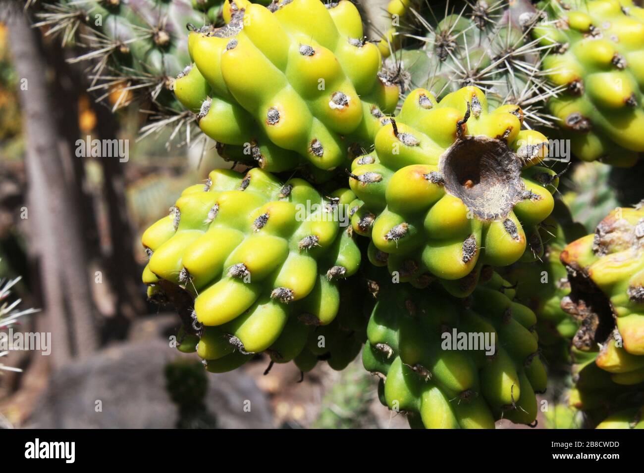 Kaktus cylindropuntia spinosior Stock Photo