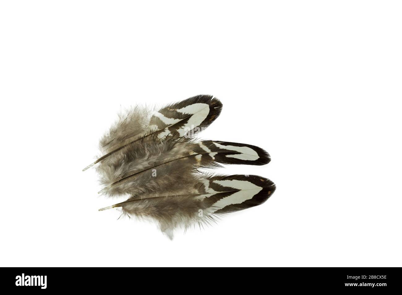 Close up view of different colour feathers isolated on white background ...