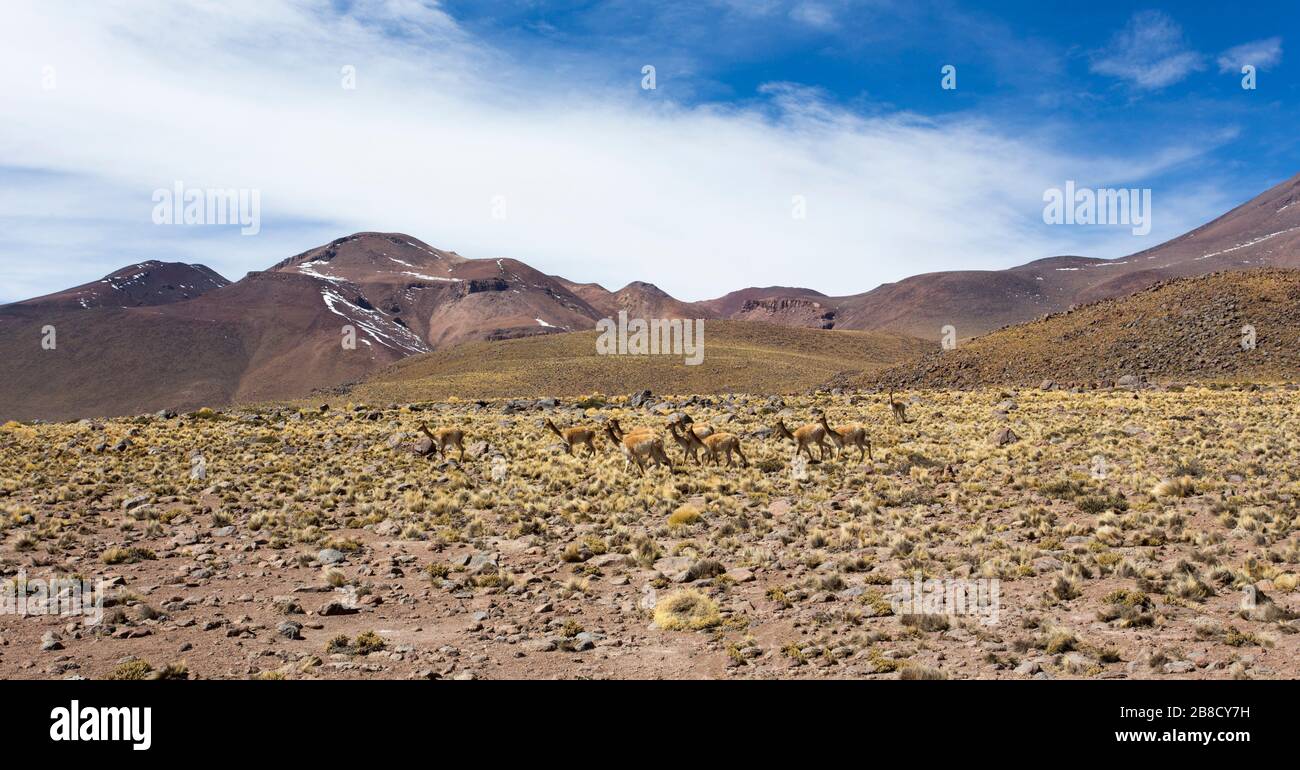 The park of laguna Miscanti and Miniques in Chile Stock Photo - Alamy