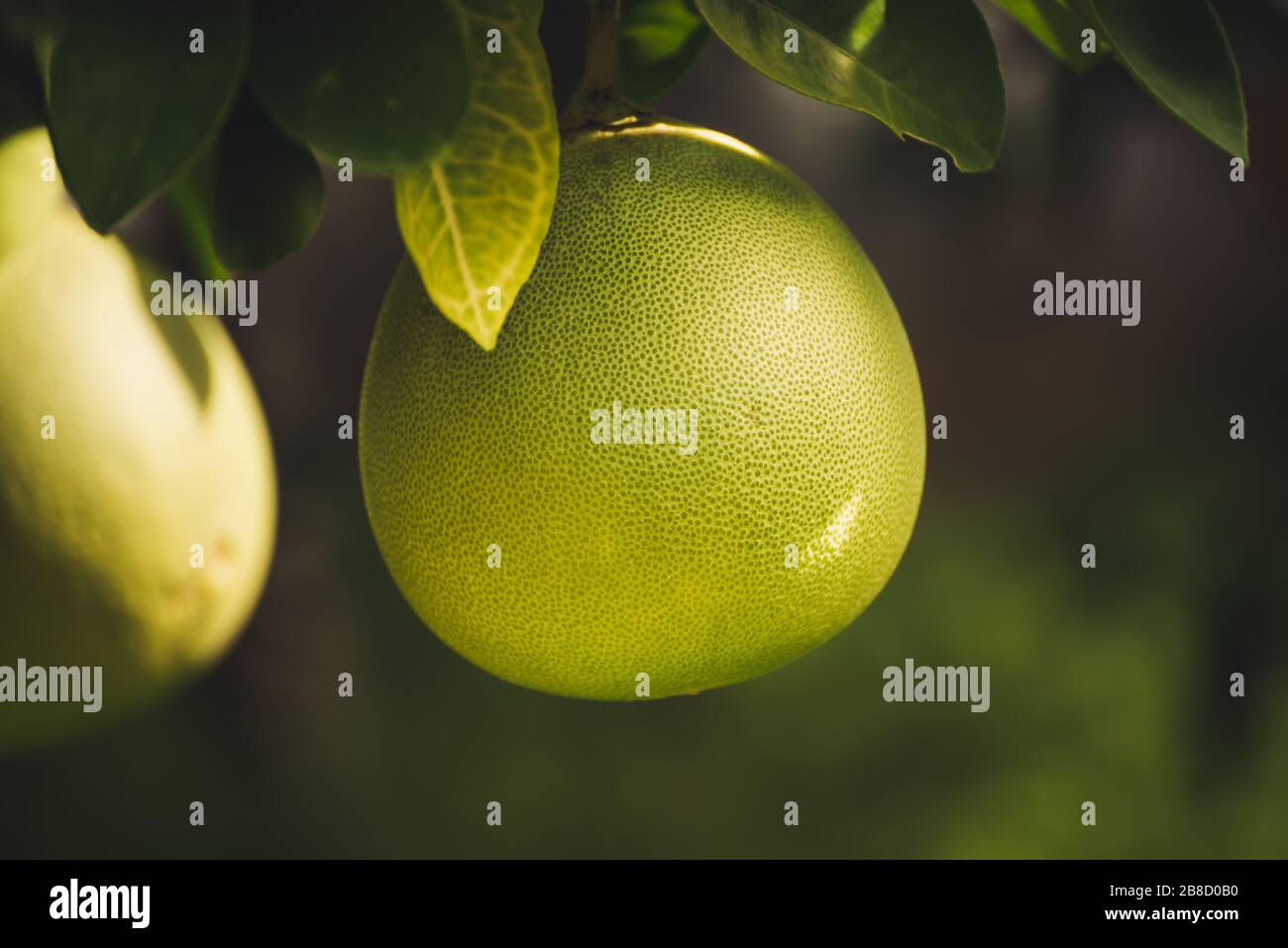 Pomelo fruit trees hires stock photography and images Alamy
