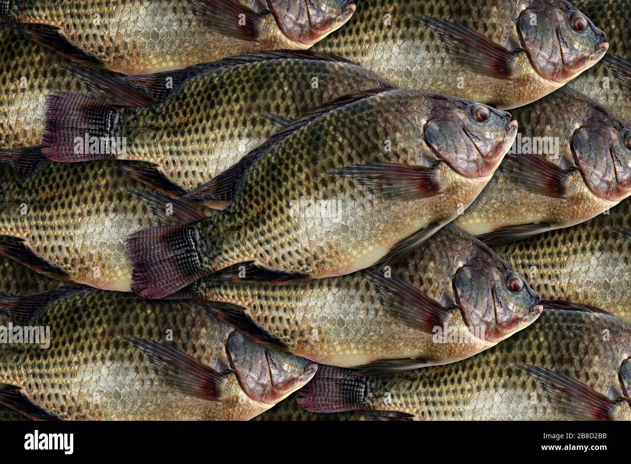 Tilapia Fresh Nile Tilapia Fish Many For Background Stock Photo Alamy Tilapia Fresh Nile Tilapia Fish Many For Background Stock Photo Alamy