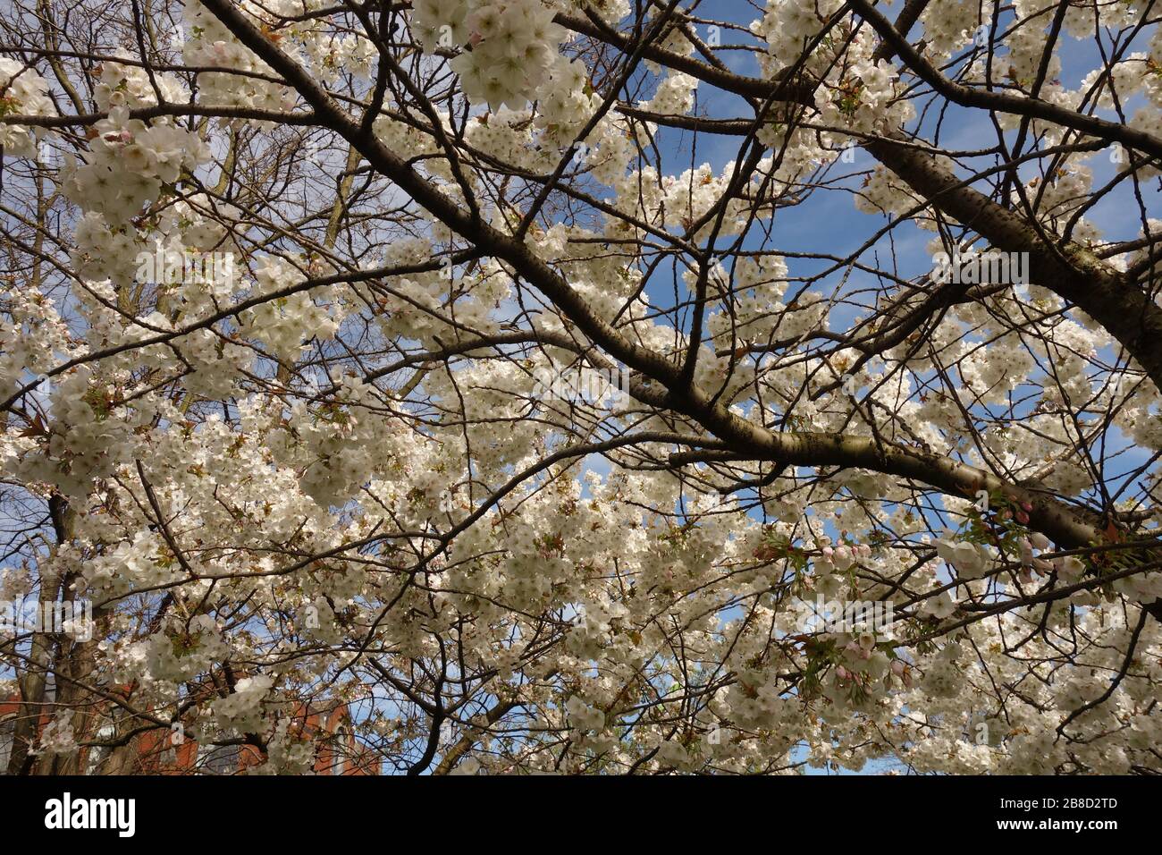 Spring Blossom, London, UK Stock Photo