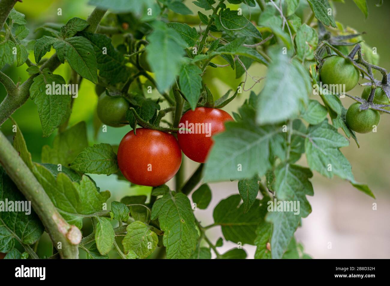 Tomatoes ripening on the vine Stock Photo Alamy