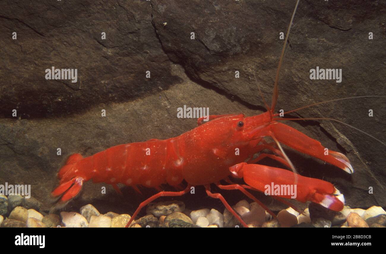 Flathead snapping shrimp or red snapping shrimp, Alpheus bisincisus Stock Photo