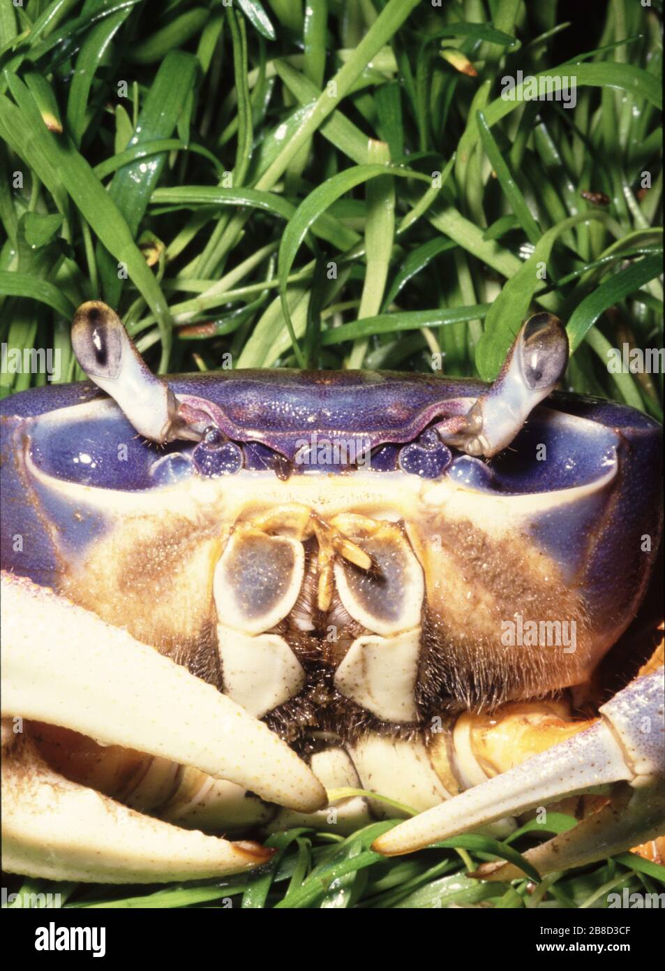 Rainbow crab hires stock photography and images Alamy