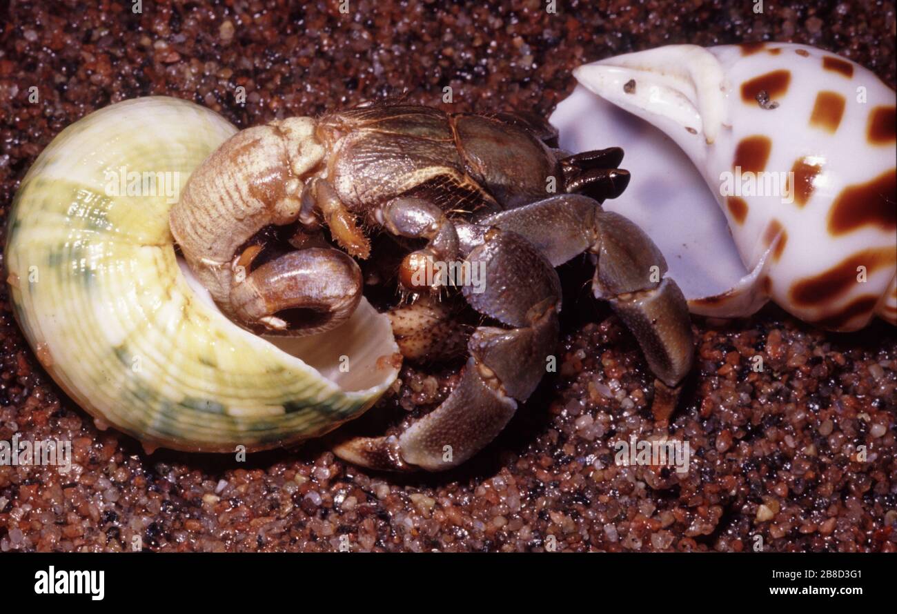 Land hermit crab (Coenobita clypeatus) changing its shell Stock Photo