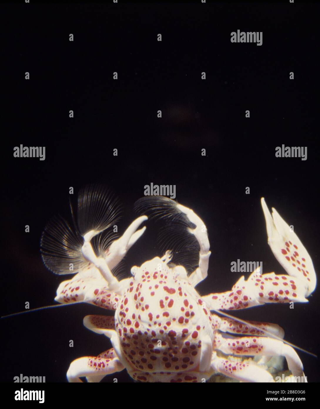 Porcelain anemone crab (Neopetrolisthes ohshimai) filter feeding Stock Photo