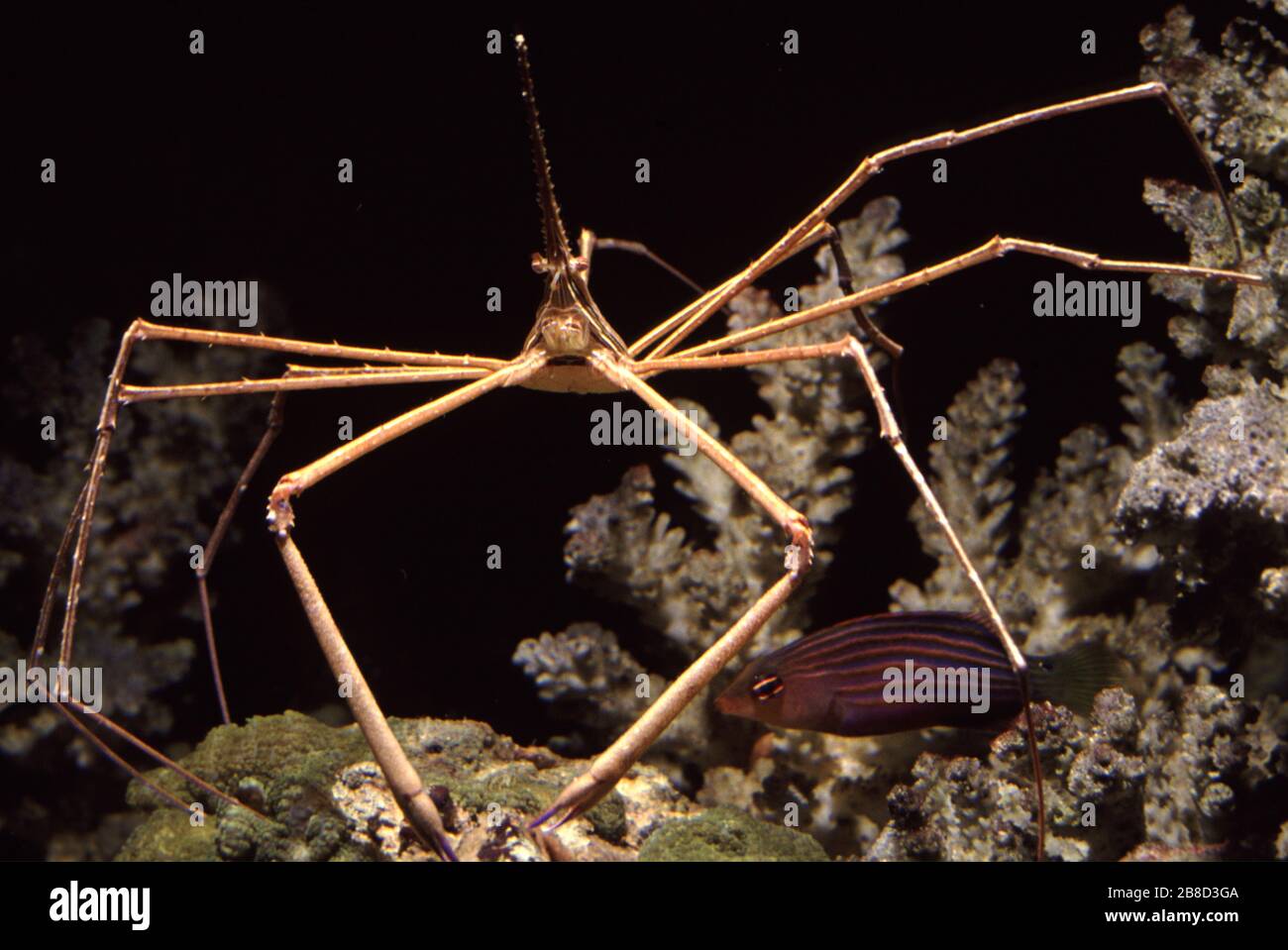 Arrow crab, Stenorhynchus seticornis Stock Photo