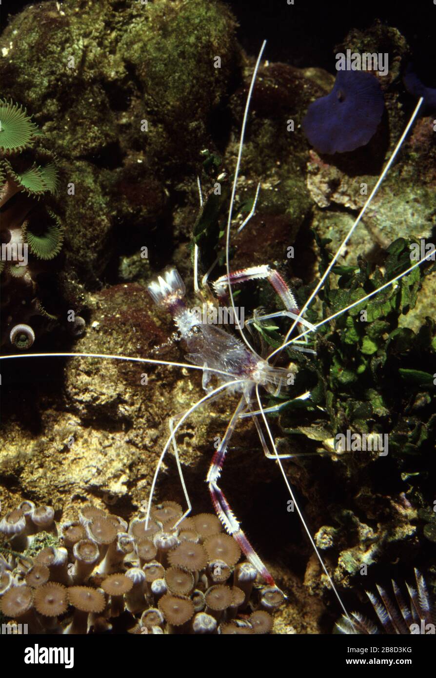 Molt (exuvia) of Banded coral shrimp, Stenopus hispidus Stock Photo