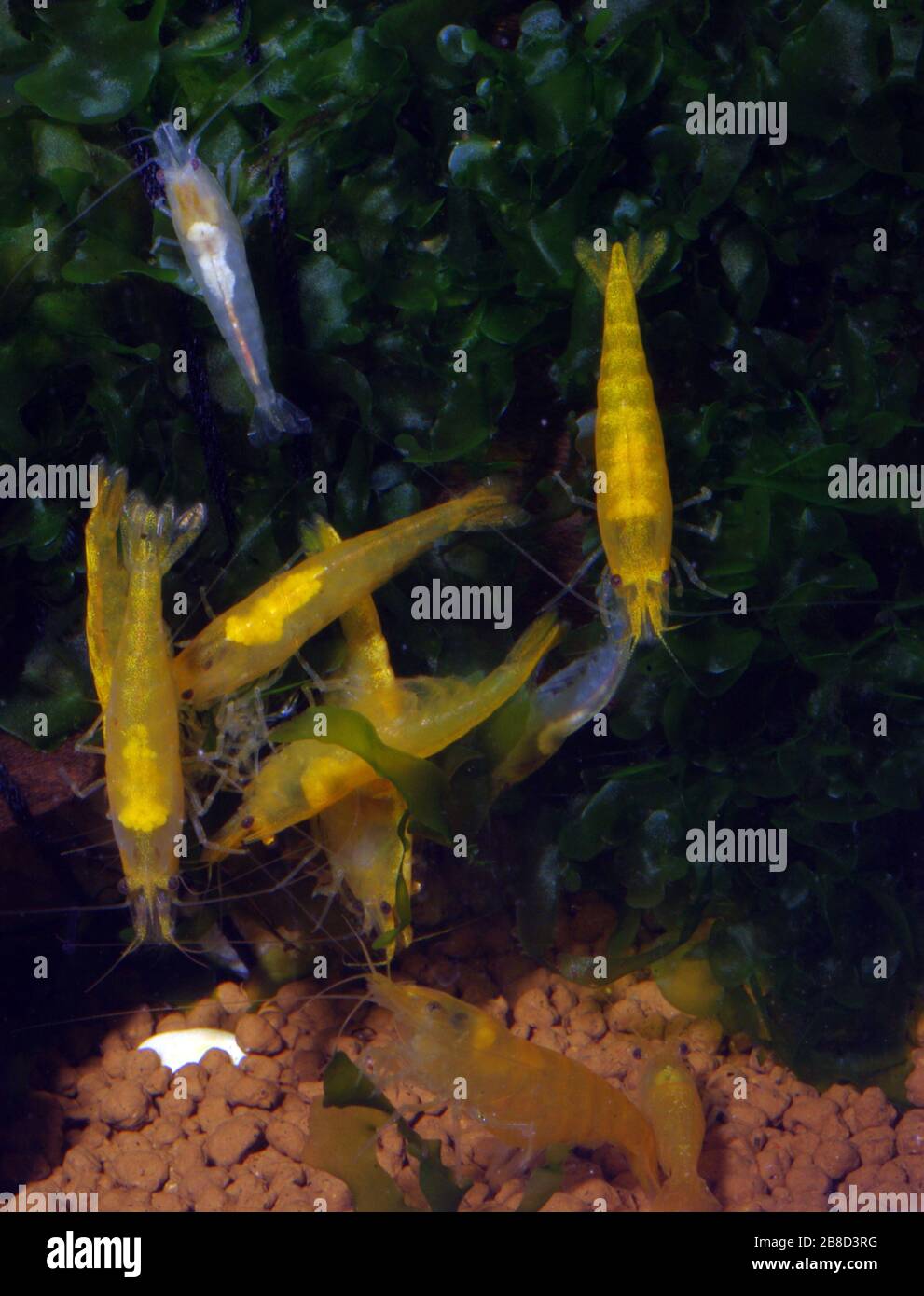 Yellow fire shrimp, Neocaridina heteropoda Yellow Stock Photo