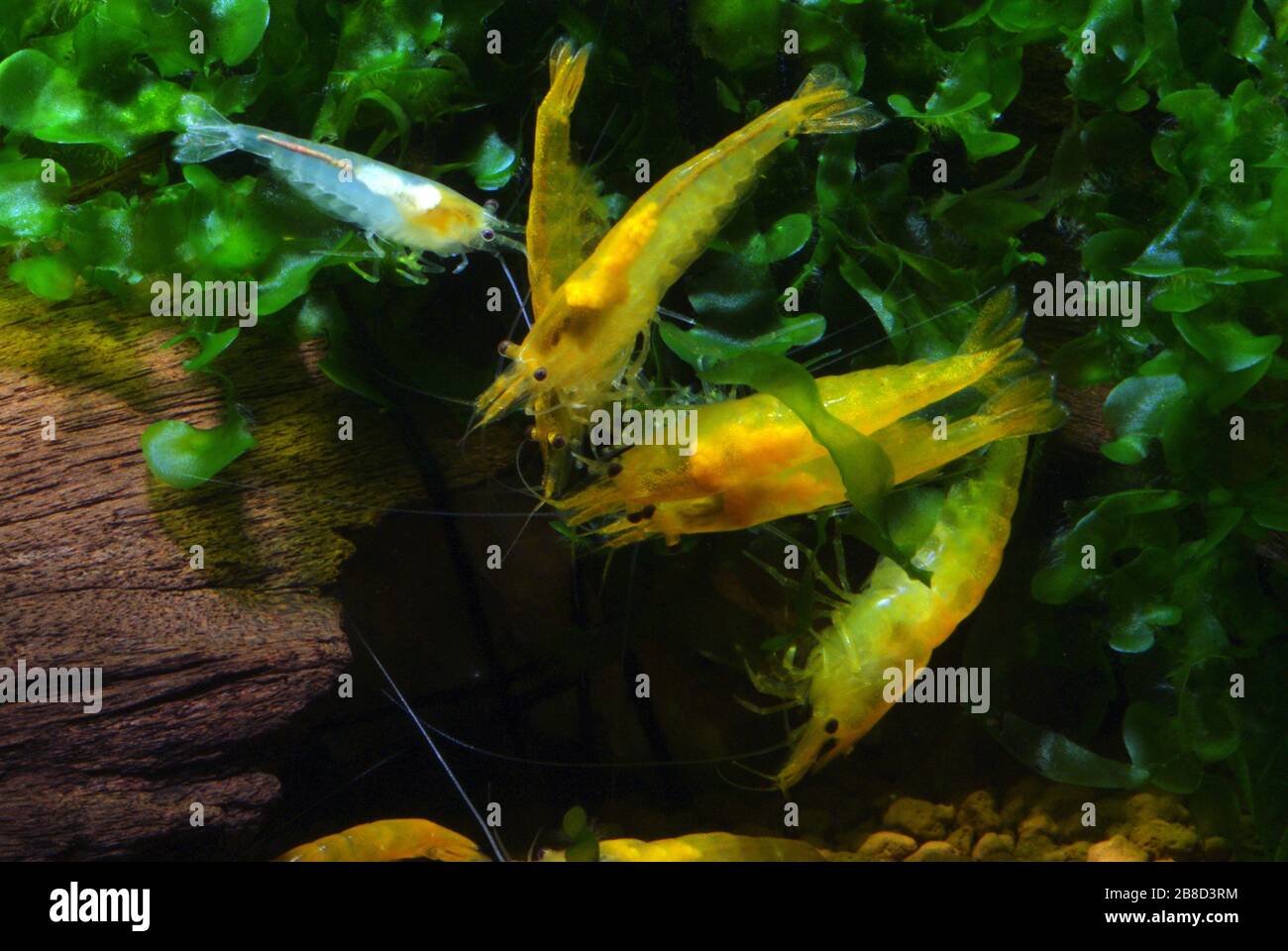 Yellow fire shrimp, Neocaridina heteropoda Yellow Stock Photo