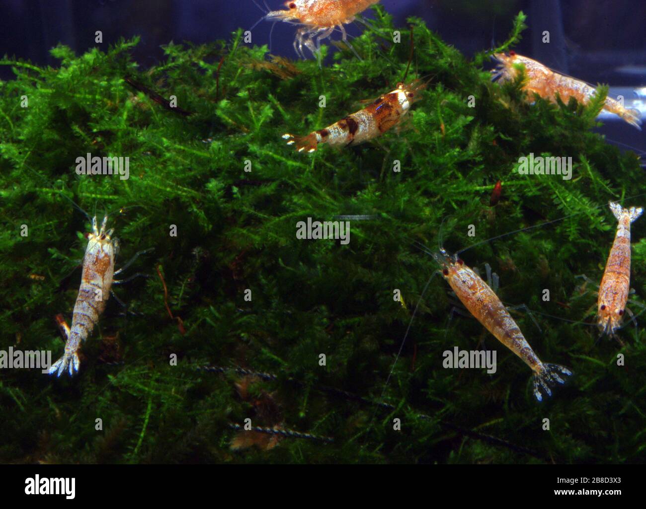 Freshwater dwarf shrimp, Neocaridina spp. Stock Photo
