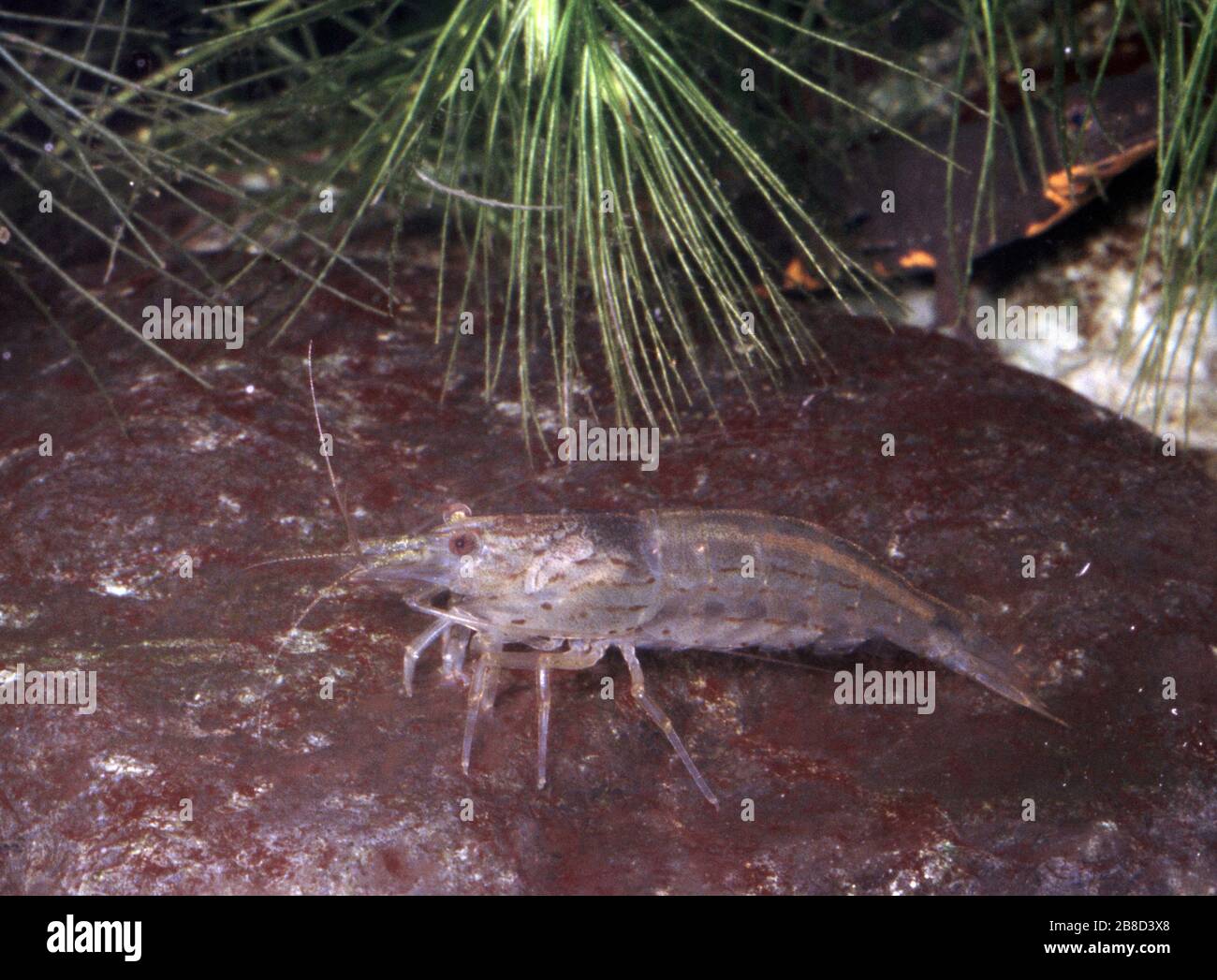 Amano shrimp, Caridina multidentata Stock Photo
