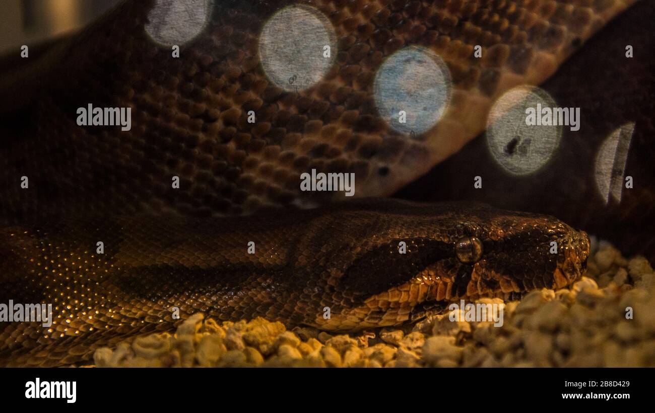 Capture of the snake Stock Photo Alamy