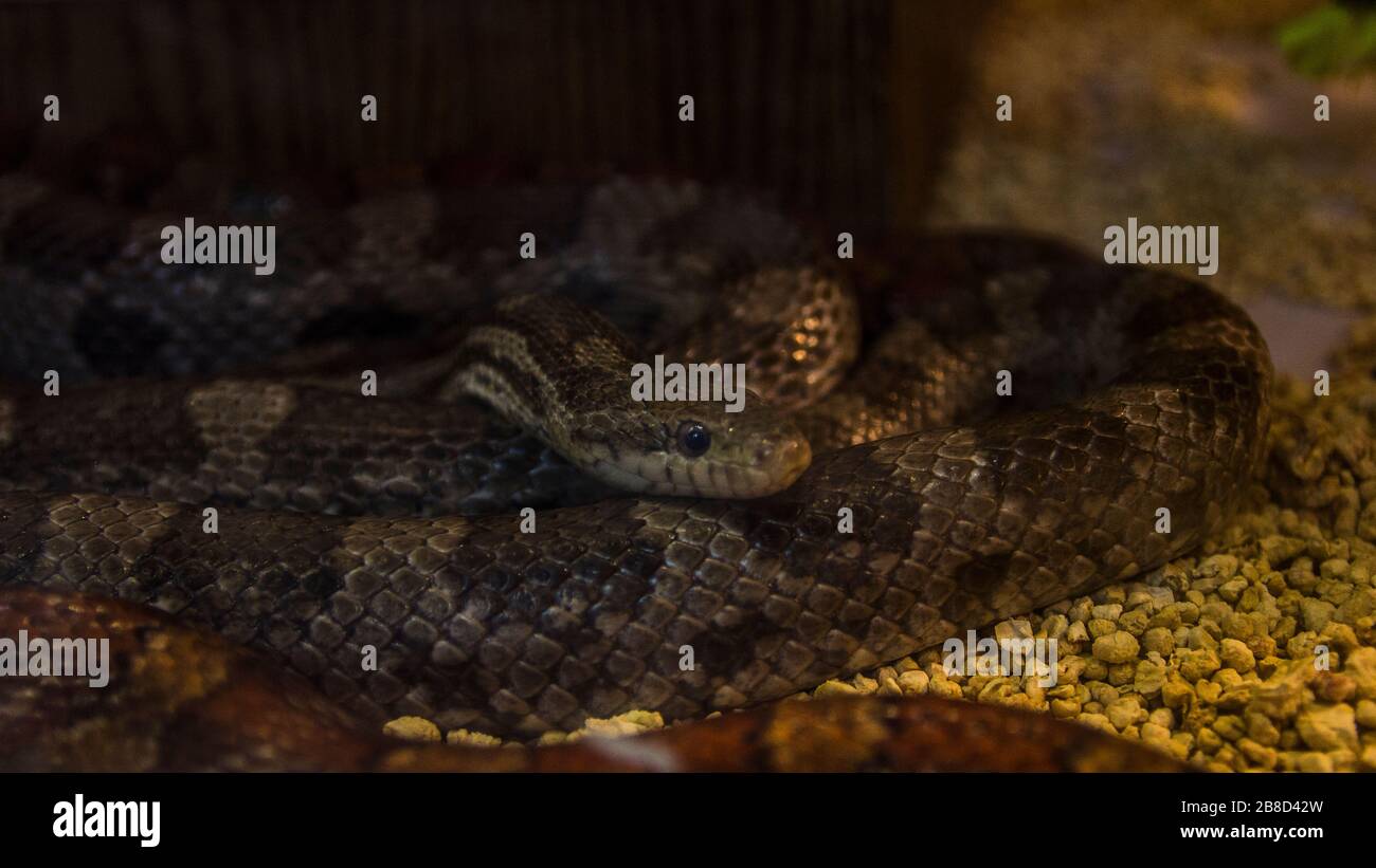 Capture of the snake Stock Photo Alamy