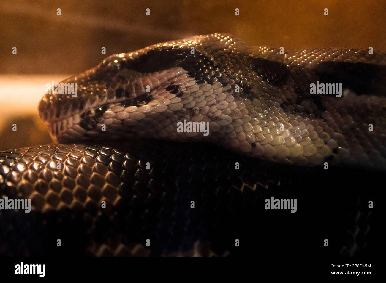 Capture of the snake Stock Photo Alamy