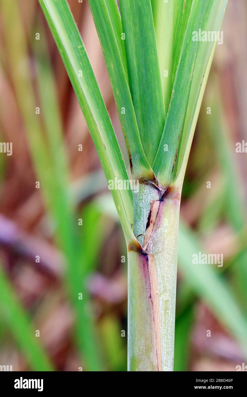 Sugarcane tree, Sugarcane leaves fresh green closeup Stock Photo Alamy