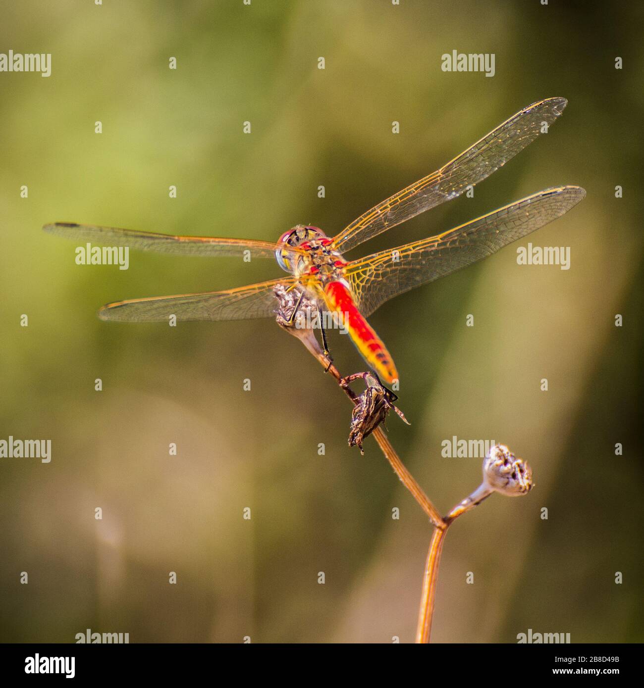 Closeup of dragonfly in their habitat Stock Photo Alamy