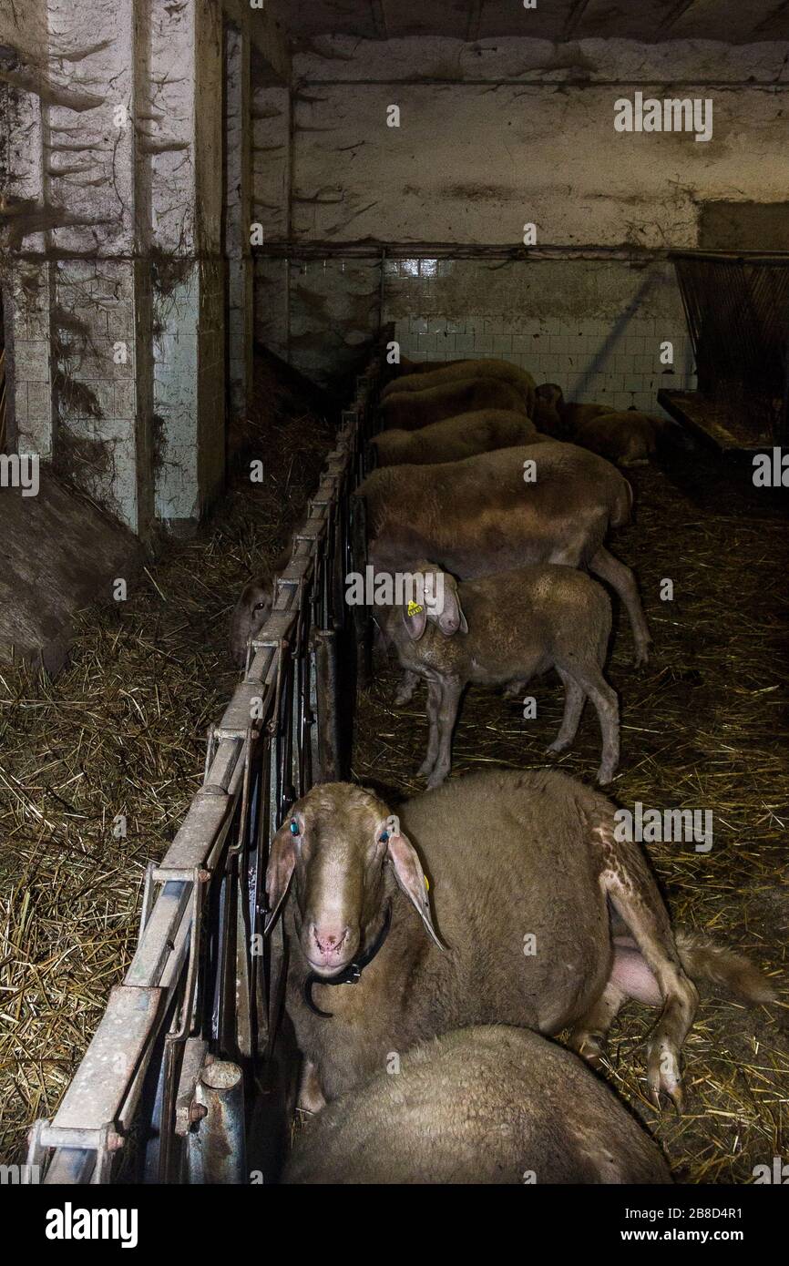 Mammal in the farm Stock Photo