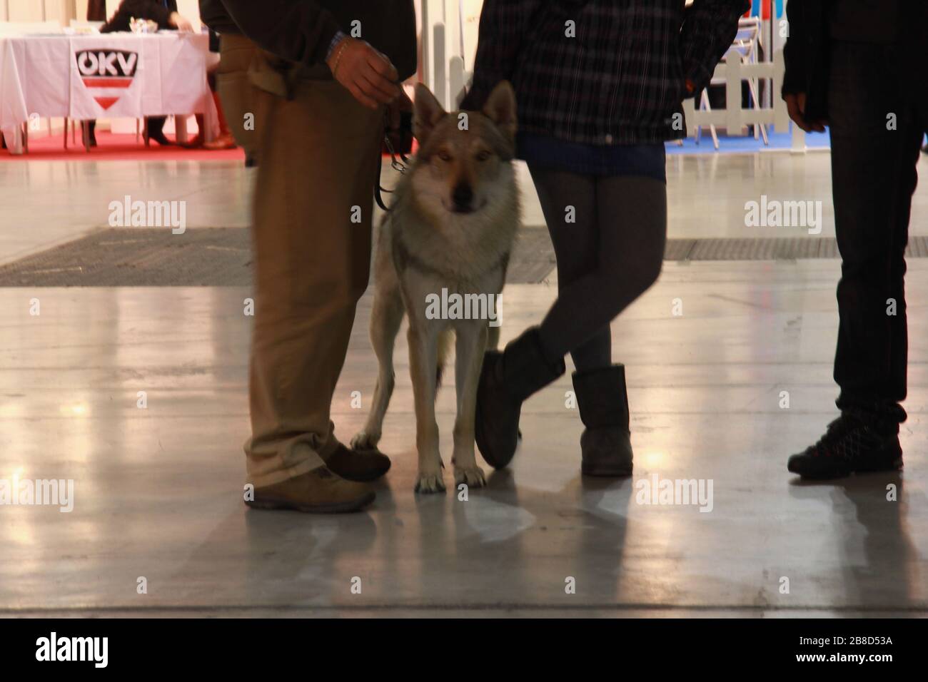 Dogs in competition at dog's event Stock Photo - Alamy