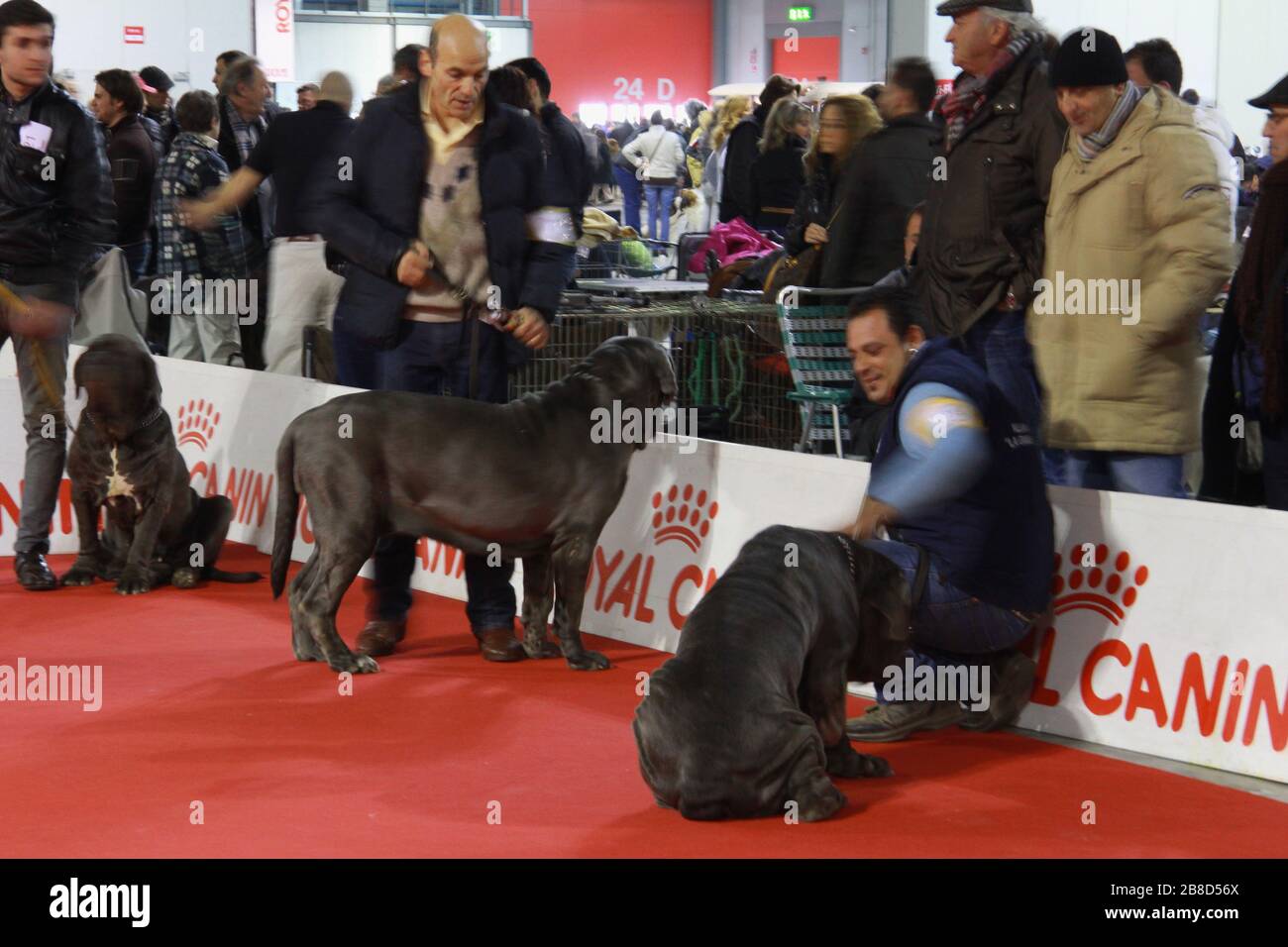 Dogs in competition at dog's event Stock Photo - Alamy