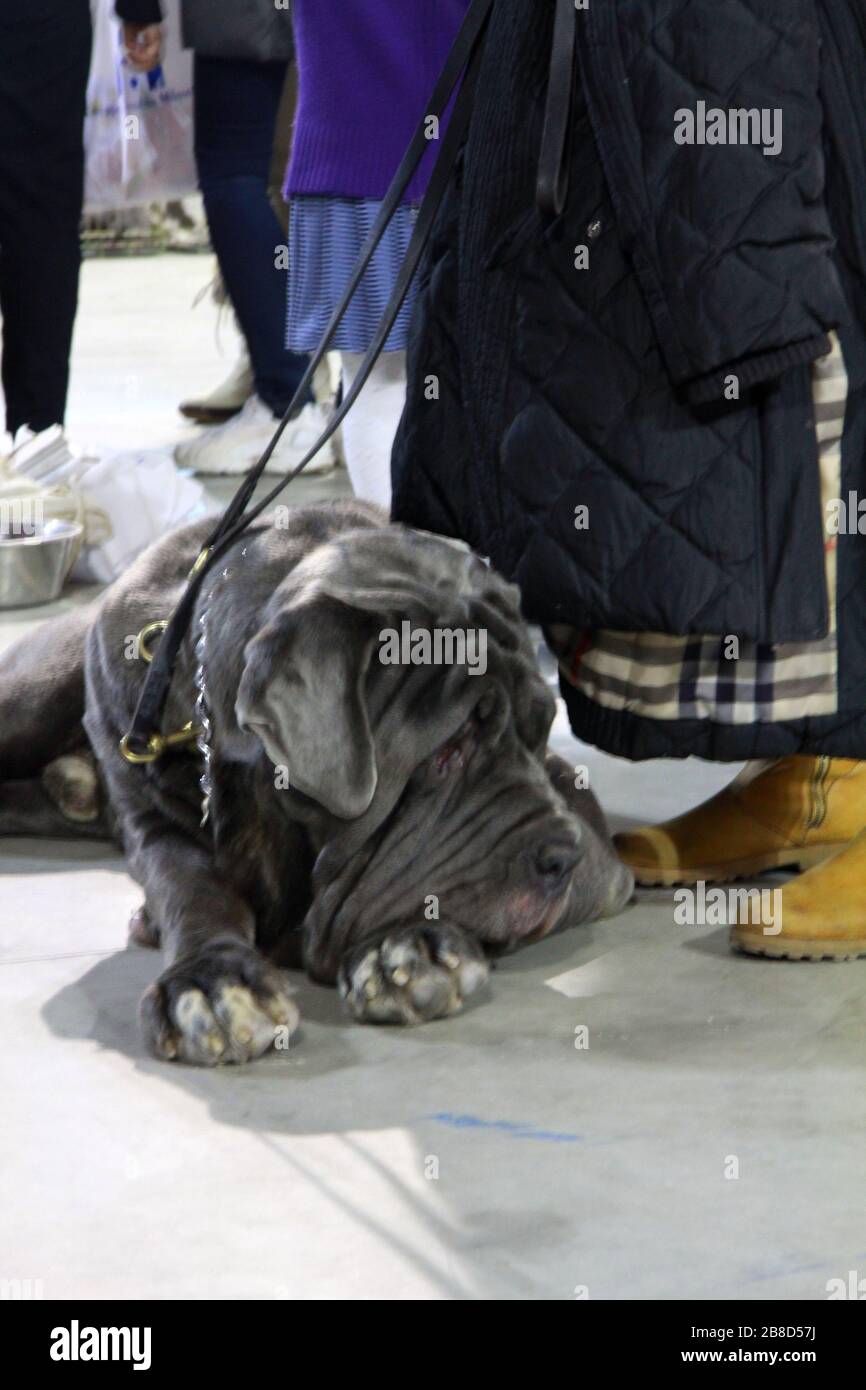 Dogs in competition at dog's event Stock Photo - Alamy