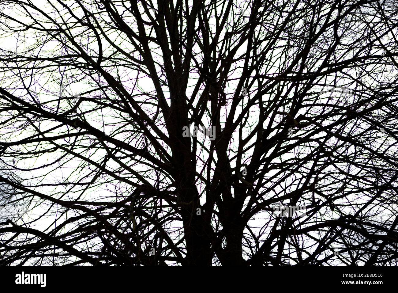 Tree branches in silhouette against a white sky Stock Photo - Alamy