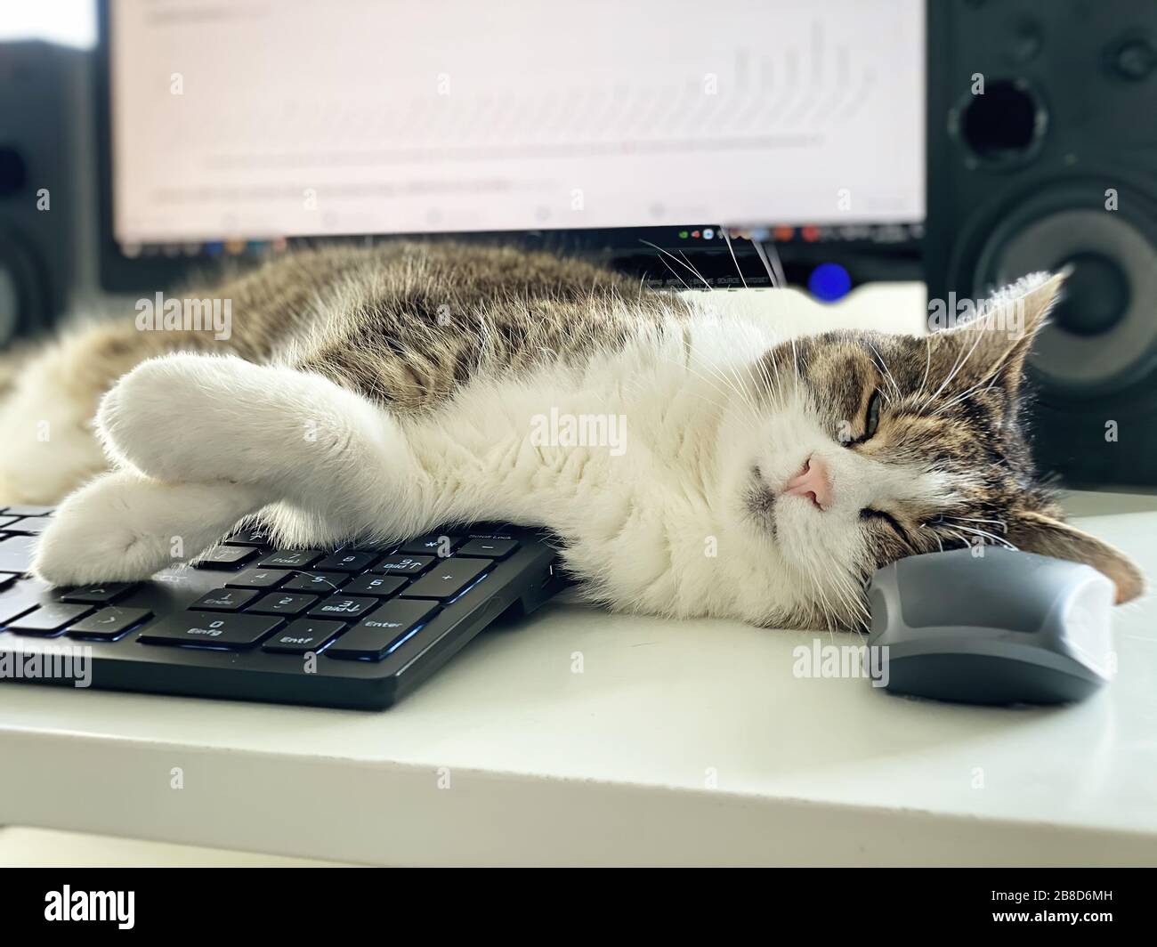 Cat relaxing on a computer - Home Office Stock Photo