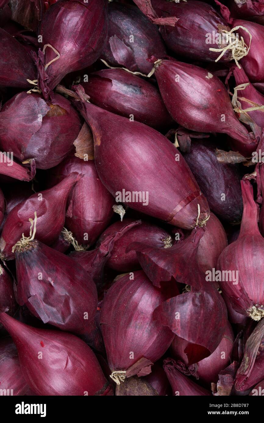 Planting red onion set hi-res stock photography and images - Alamy