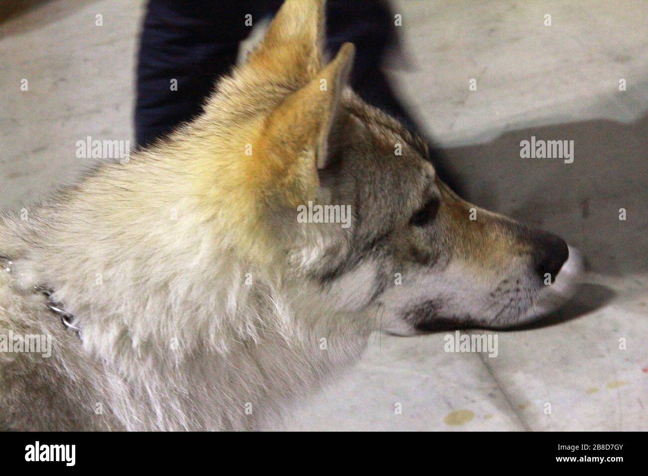 Dogs in competition at dog's event Stock Photo - Alamy