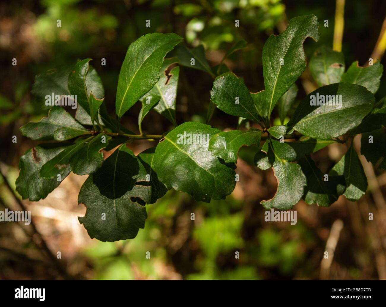 Morella rivas-mrtinezii, a very rare canary endemic species of the Myricaceae Stock Photo