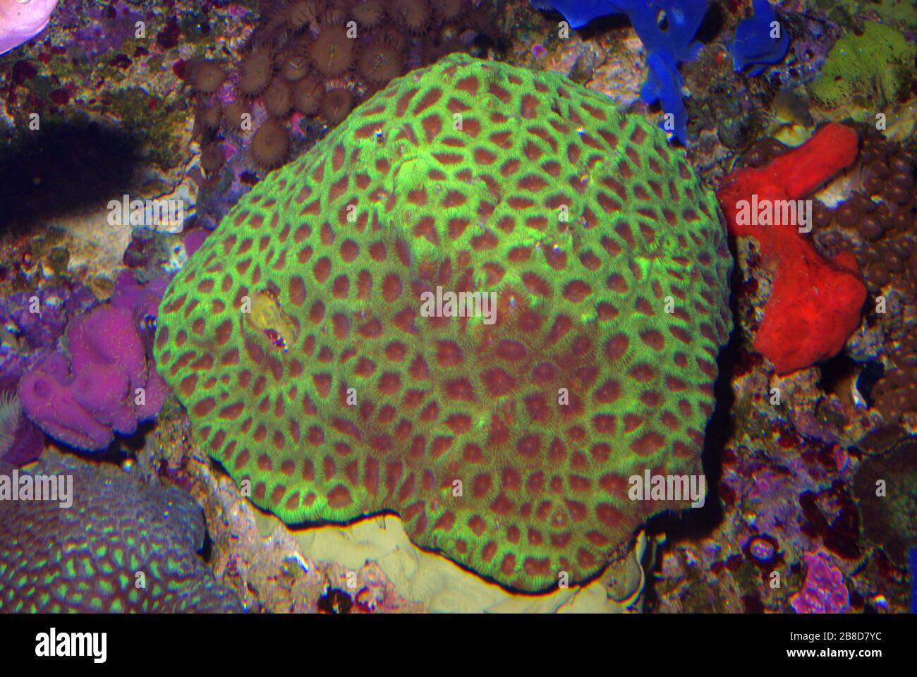 Knob coral, Favia sp. Stock Photo