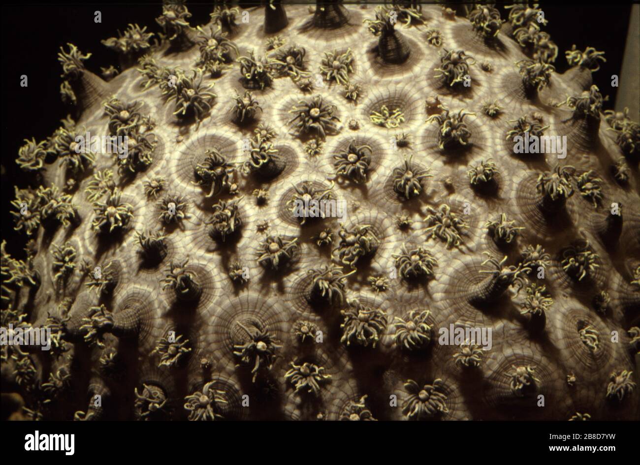 Opening polyps of Flowerpot coral, Goniopora sp. Stock Photo