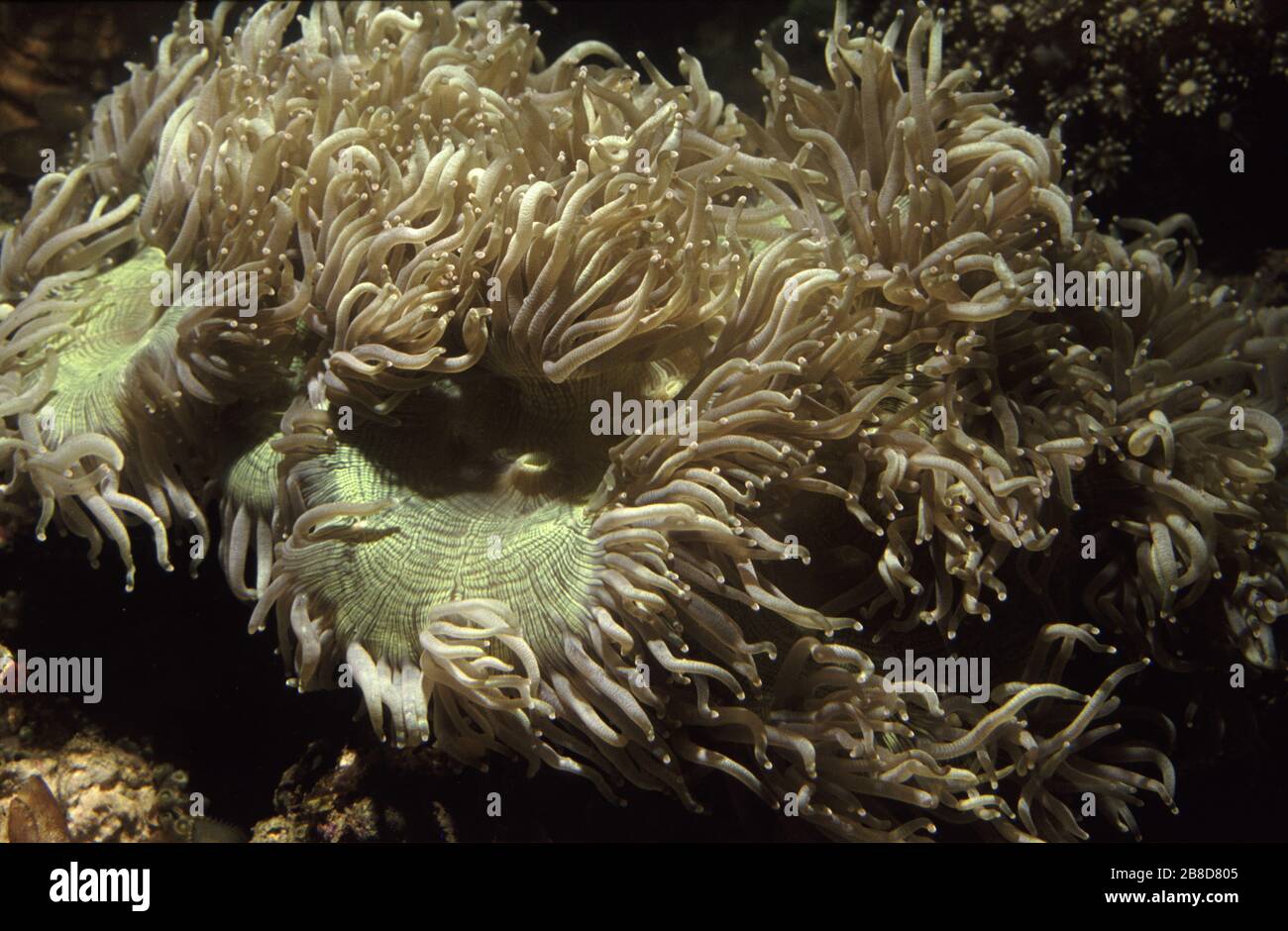 Elegant coral, Catalaphyllia jardinei Stock Photo