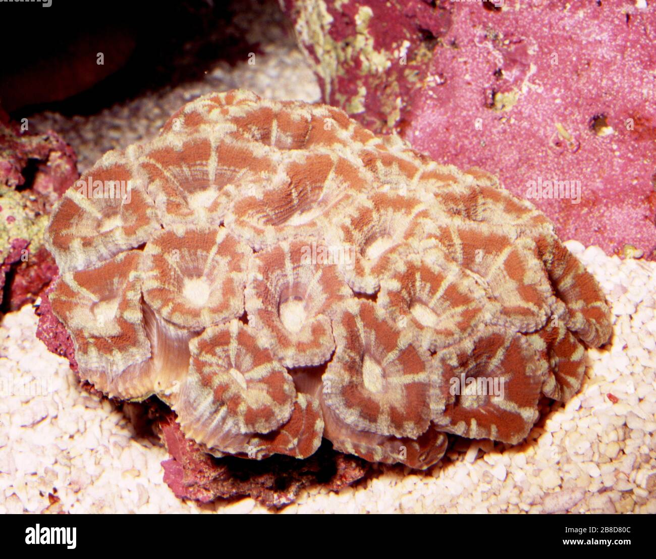 Pineapple coral, Blastomussa merleti Stock Photo