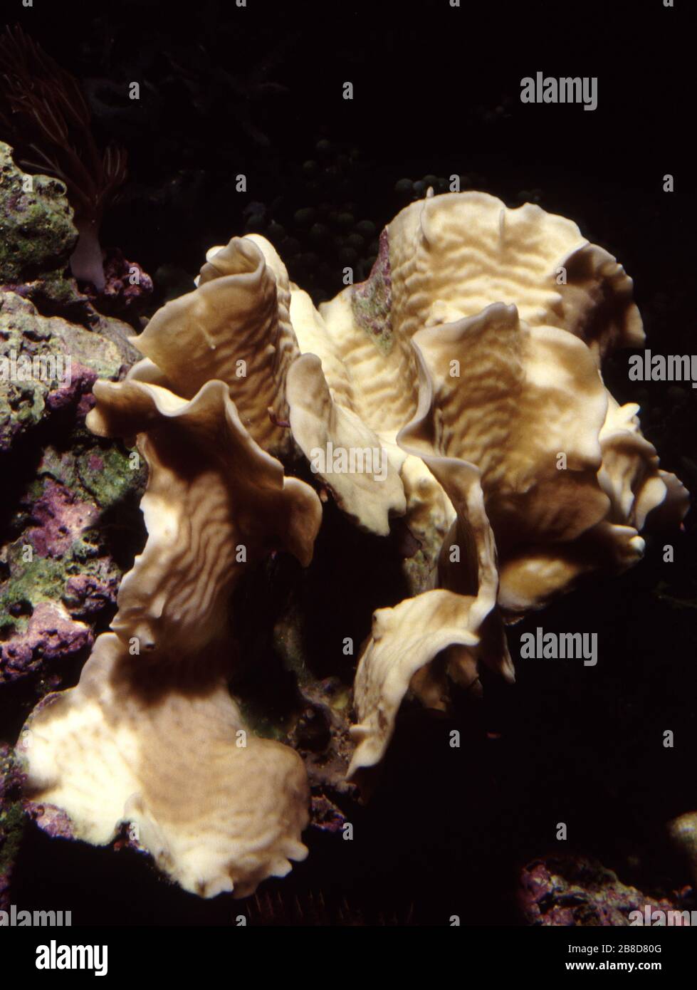 Serpent coral, Pachyseris speciosa Stock Photo