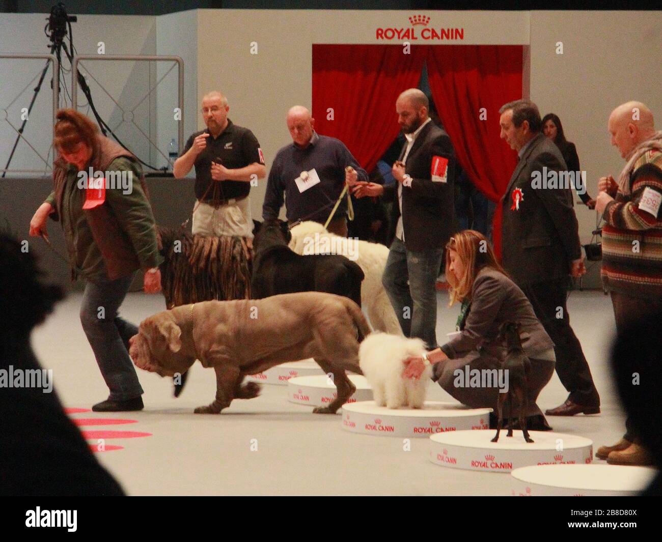 Dogs in competition at dog's event Stock Photo Alamy