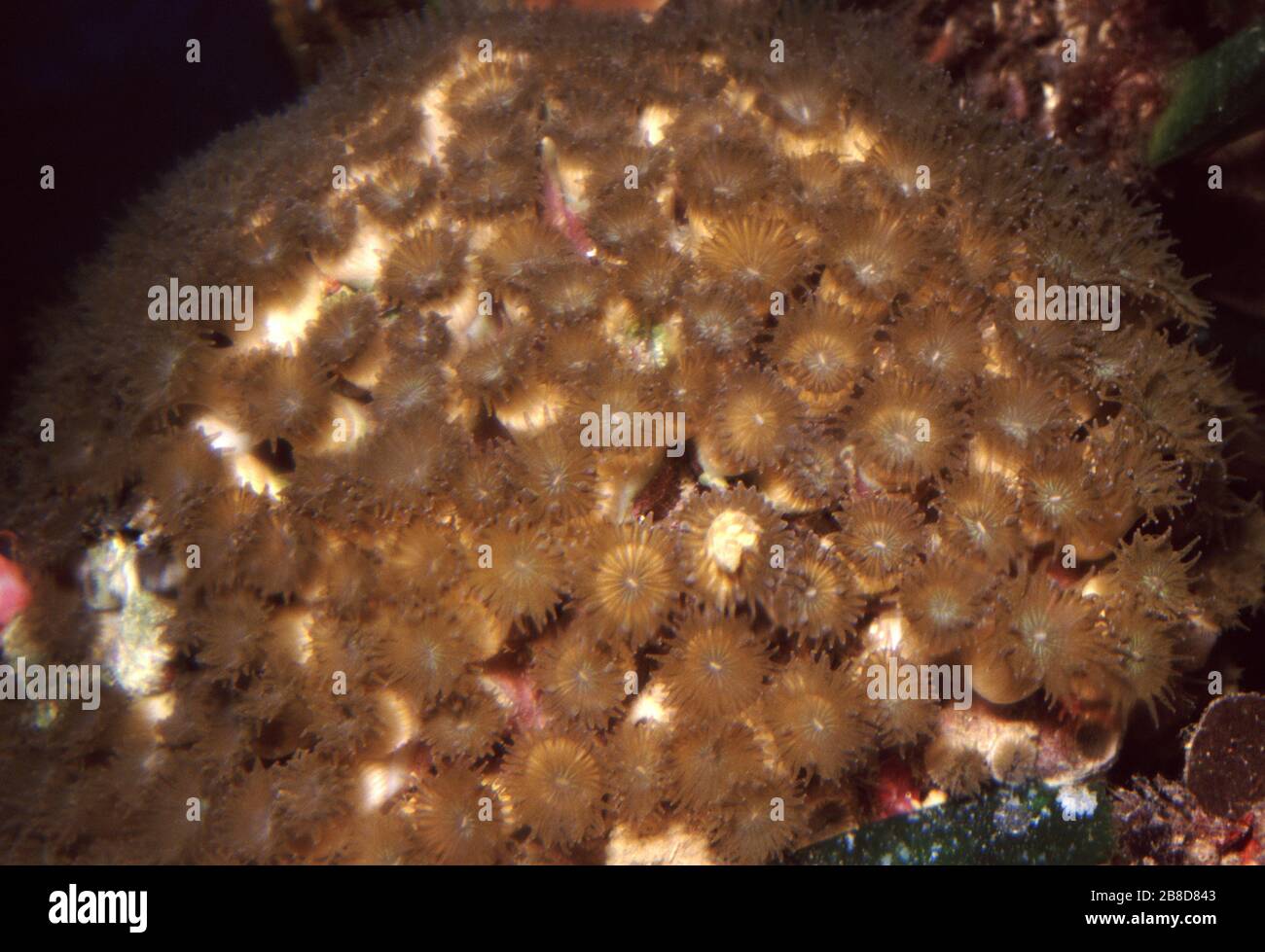 Cushion coral, Cladocora caespitosa Stock Photo