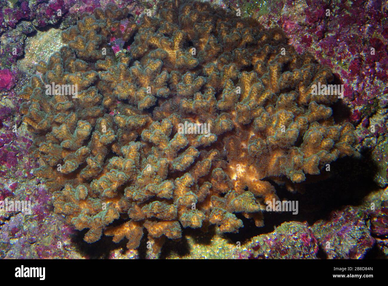 Cauliflower or Lace coral, Pocillopora damicornis Stock Photo