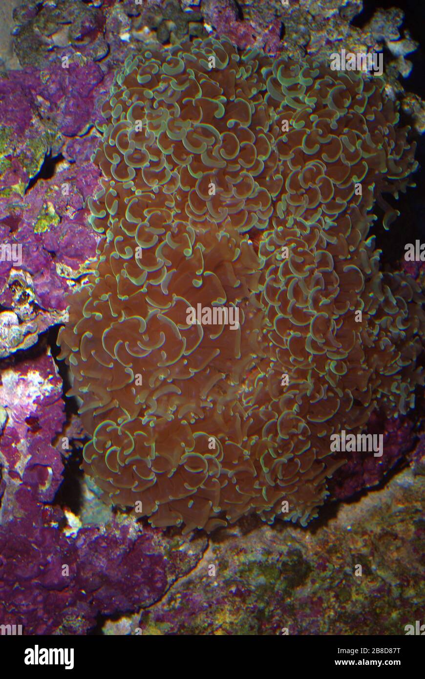 Hammer or anchor coral, Euphyllia ancora Stock Photo