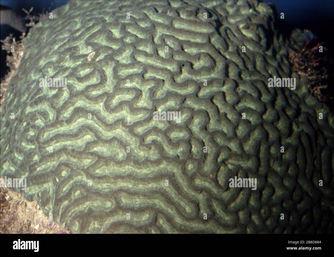Lesser star coral, Paragoniastrea australensis Stock Photo