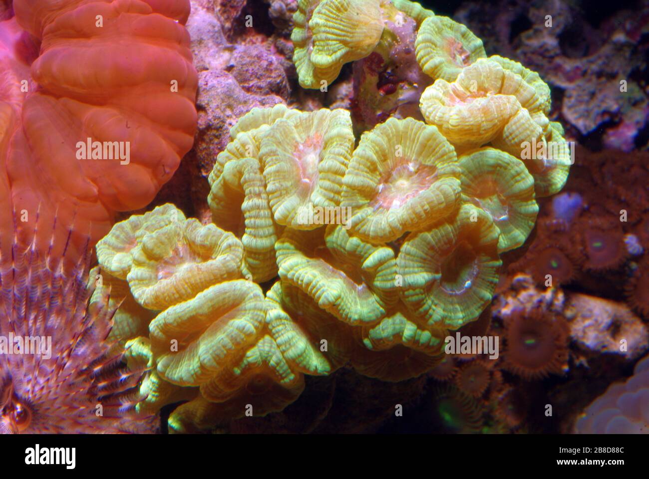 Torch coral, Caulastrea furcata Stock Photo