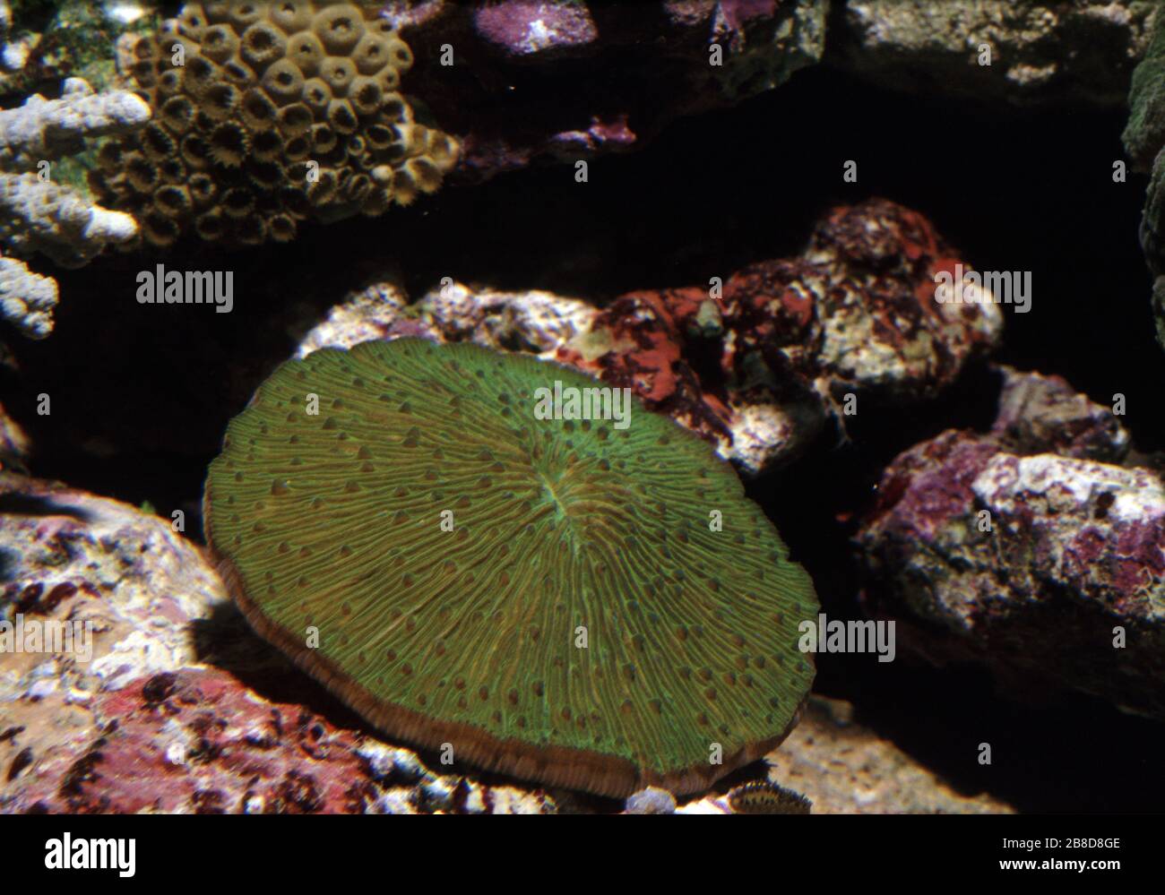 Common mushroom coral, Fungia fungites Stock Photo