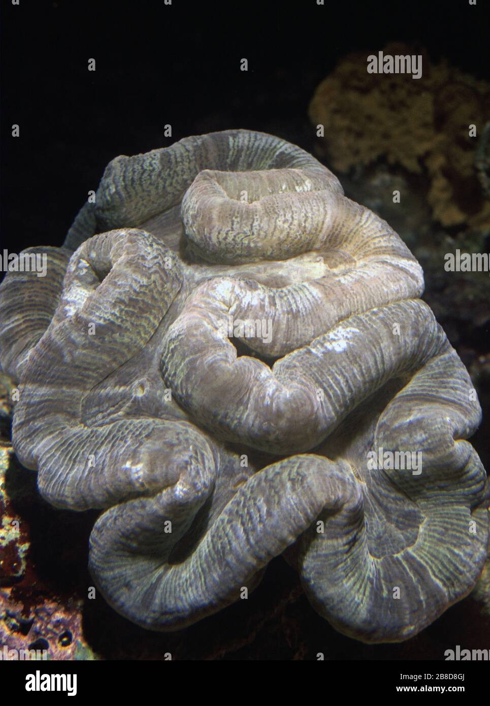 Open brain coral (Trachyphyllia geoffroyi) Stock Photo