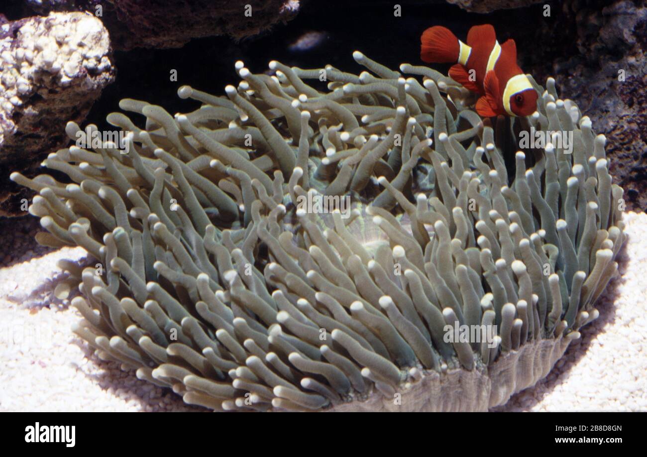 Sunflower Mushroom Coral (Heliofungia actiniformis) with symbiotic Maroon clown fish (Premnas biaculeatus) Stock Photo