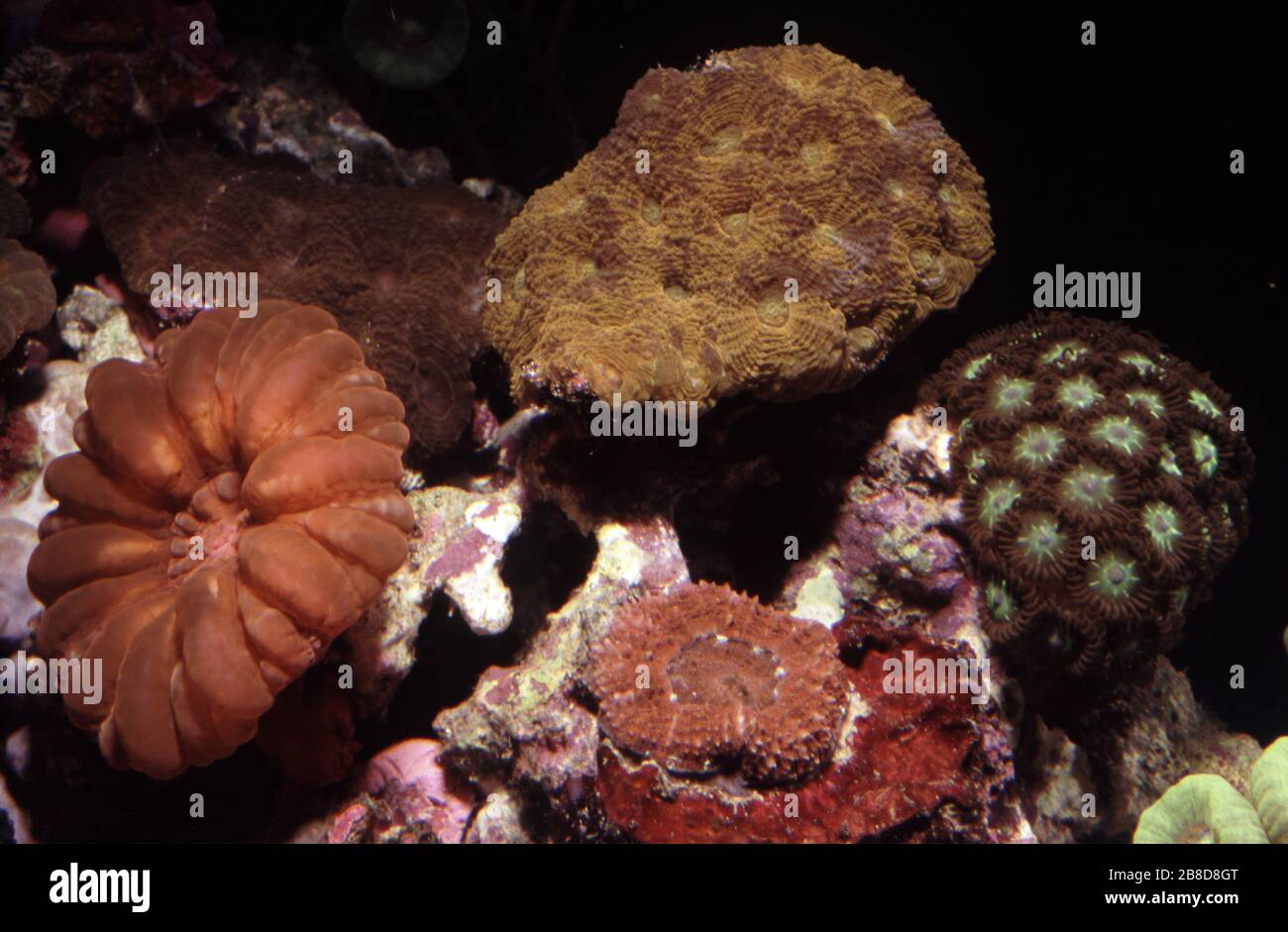 Stony corals: Cynarina lacrymalis, Scolymia vitiensis and Blastomussa spp. Stock Photo