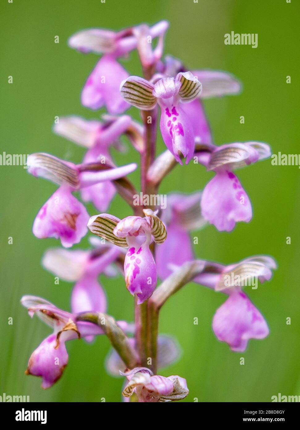 Pink flower spike of Green Winged Orchid Anacamptis morio at Ashton Court in Somerset UK Stock Photo