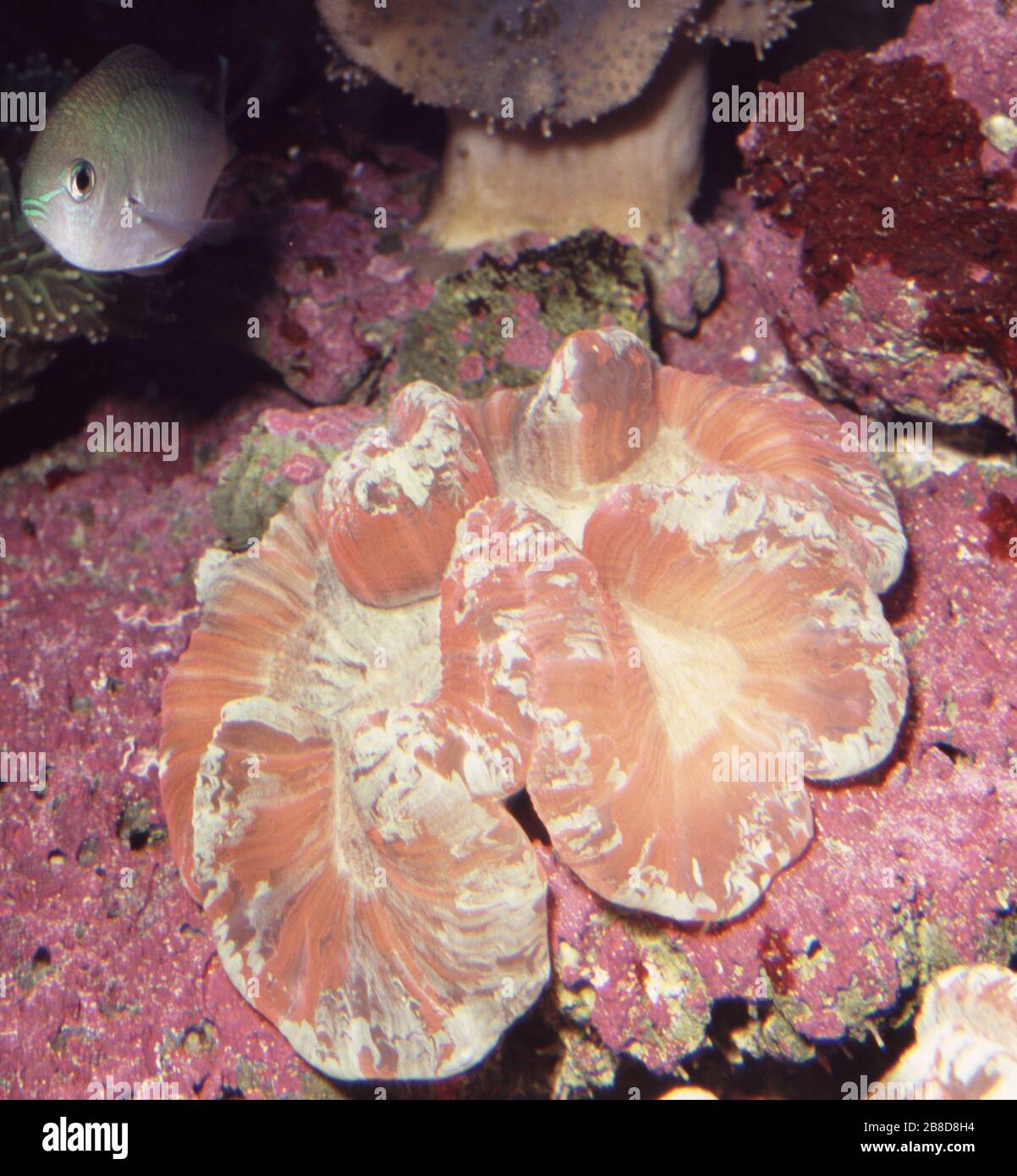 Open brain coral (Trachyphyllia geoffroyi) Stock Photo